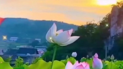 王光华 - 莲花