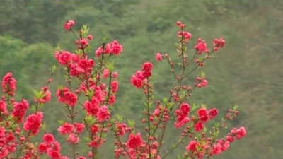 关牧村 - 愿做蝴蝶比翼飞