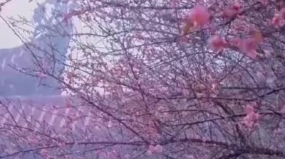 豆豆果 - Dave Rodgers《DEJA VU》 (Extended Version)