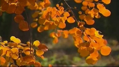 刘斌 - 参军颂