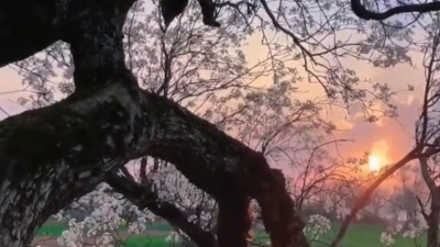 张国元、花树 - 一生只爱一个人