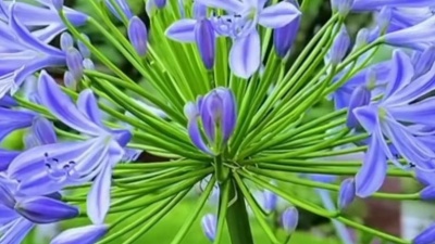 新疆美食扛把子 - #莫扎特小步舞曲#花花的世界 #开心快乐每一天