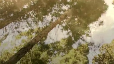 林霞 - 翠云廊