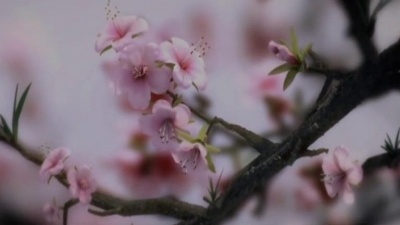 娱超人 - 纯音乐《催眠曲5分钟入睡》- 古风意境