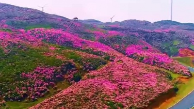 刘雨茜 - 经典红歌《映山红》，吕薇老师演唱，百听不厌！