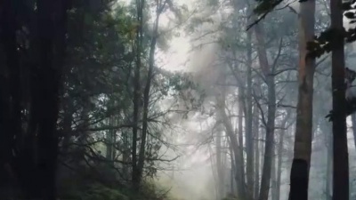 fuel fandango、Denise Rosenthal - El Bosque(feat. Denise Rosenthal)