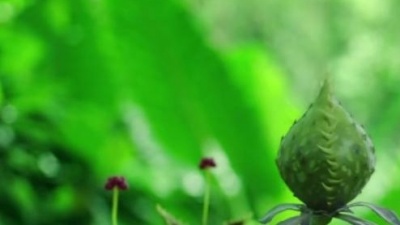 沈笑、张耀隆、橙色少年团、龚喜 - 勇敢的冒险家 (童声版)