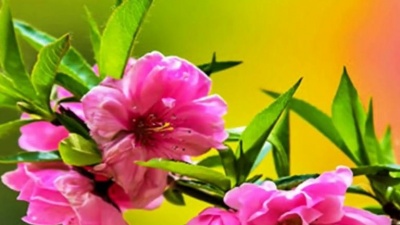 苍弟 - 2018新歌，雨中百合一首网络情歌《温暖留在你我心间》好听极了，让人听不够