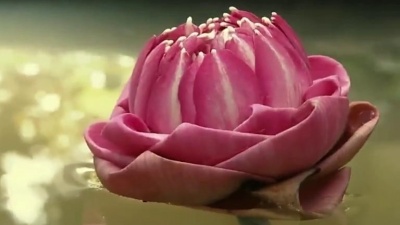 天天好歌 - 童丽献唱一曲《醉清风》歌声宛如天籁！好听至极！