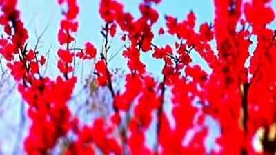人海茫茫 - 《梦回、花香》婉转嫣然，舒缓静心，在雅致的琴韵中流连！