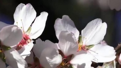 音乐频道 - 经典情歌，周虹一首《粉红色的回忆》满满的回忆
