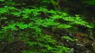 歌唱小夫妻 - 李娜深情演唱《一朵红花襟上插》，旋律入耳，歌声深情，太经典了