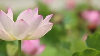 曹毛毛曹 - 红山果