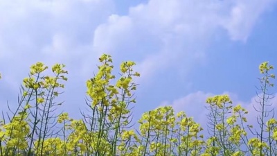 宋弘莉 - 红薯情