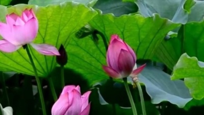 全球热歌榜 - 李玲玉一首《没有归宿的落花》嗓音甜美，醉人心扉