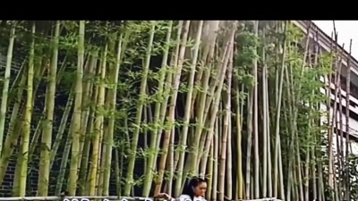 雨中百合 - 雨中百合