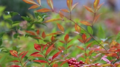 孙艺铭 - 等你在最美的风景