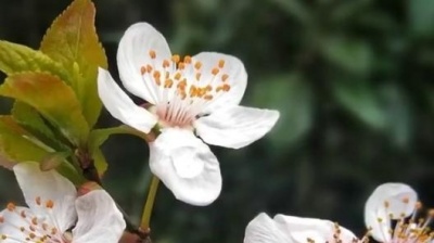 太极爱好者 - 春光明媚，百花盛开，正是外出旅游的最佳时机，陈思思演唱的”春暖花开”，给美的享受