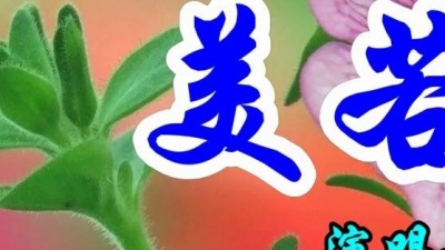 小梁弟爱唱歌 - 降央卓玛一首经典歌曲《美若天仙》好听极了