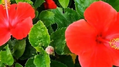 天天好歌 - 新歌！袁泉_王月园一曲《一生珍惜》好听醉了，送给心爱的人！