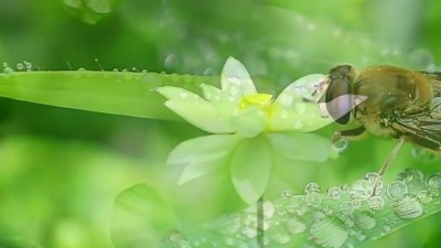 花泽美美 - 纯音乐《夏至》 
作曲：王崴