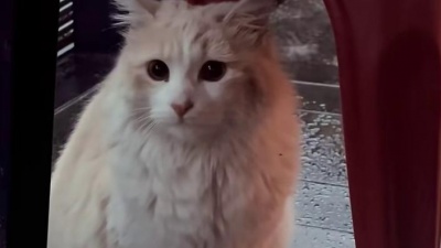 杰克波比 - #流浪猫