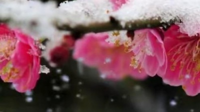 王莹 - 画梅