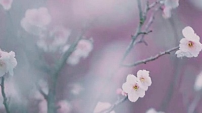 皇牌文化传媒 - 一曲《乱红》静谧安详，心灵的栖息地