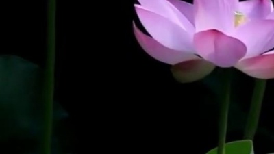 音乐电台 - 鞍安一首经典金曲《年轻的朋友来相会》甜美醉人