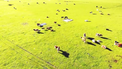 豆豆果 - 科尔沁夫《画你 (恒大歌舞团)》饭制