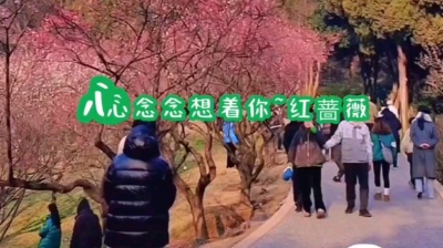 香山音画 - 新歌：红蔷薇《心心念念想着你》