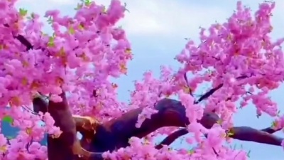 胡光渝 - 我还记得你唇边的那酒香《桃花酒》- 胡光渝(原唱:胜屿)素材