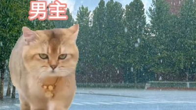 我不是LQQ - 猫meme
