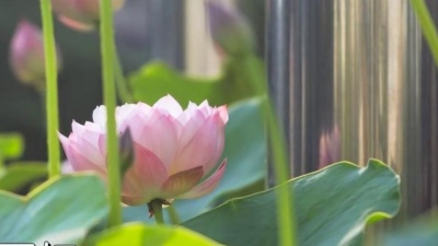 守护一生 - 想你是我戒不掉的痴