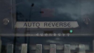 네덜란드 튤립농장 - 순정