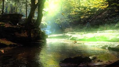 Secret Garden - Papillon