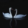 ZING - Adler
