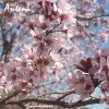 Antena - Cielo