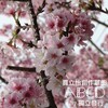 贾立怡 - Prelude (Instrumental)
