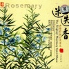 妙莲华 - 白色迷迭花海香