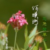 何焕洲-茜草心 - 悠悠茜草心
