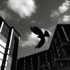 NoFearFamily - Fly Away