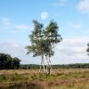 I Am Oak - Geest