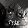 SuperJump安逸 - 野猫