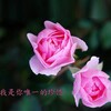 杨晓涛 - 什么时候回头