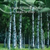 The Vivaldi Philharmonic Orchestra、Antonio Vivaldi、Nicholas Kraemer - Andante Cantabile