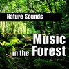 Nature Sounds - A Walk in the Forest - Peaceful Forest Birdsongs