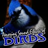 Sound FX - North American Song Birds by Day