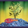 Belly - Feed The Tree