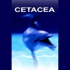 Andrea Centazzo - Northern Aegean Sea